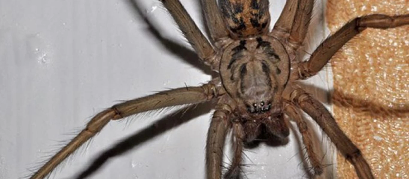 Έχετε αράχνες στο σπίτι; - Μην τις σκοτώνετε - Ένας εντομολόγος εξηγεί το λόγο